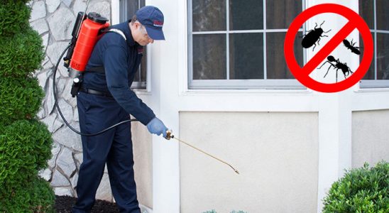Keşap Fare İlaçlama böcek ilaçlama ve haşere kontrolü — ilaclama-tr.com